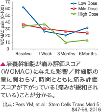 培養幹細胞が痛み評価スコア（WOMAC）に与えた影響／幹細胞の量に関わらず、時間とともに痛み評価スコアが下がっている（痛みが緩和されている）ことが分かる。 / 出典：Pers YM, et al. : Stem Cells Trans Med 5: 847-56, 2016