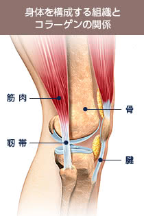 身体を構成する組織とコラーゲンの関係