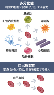 多分化能: 特定の細胞に変身（分化）する能力（肝細胞・骨細胞・心筋細胞・軟骨細胞・神経細胞・血管内皮細胞） / 自己複製能: 変身（分化）前に、自らを複製する能力（自己複製）